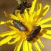 Anthaxia quadripunctata (Linnaeus, 1758)