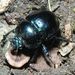 Anoplotrupes stercororus (Linnaeus, 1758) 