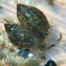 Physella acuta (Draparnaud, 1805)
