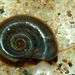 Planorbis carinatus O. F. Müller, 1774