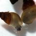 Potamopyrgus antipodarum (Gray, 1843)      