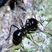 Lasius fuliginosus (Latreille, 1798)