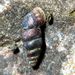 Chondrina avenacea (Bruguiere, 1792) – ovsenka skalní 
