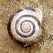 Cepaea nemoralis  (Linné, 1758) – páskovka hajní