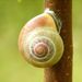 Cepaea nemoralis  (Linné, 1758) – páskovka hajní