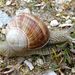 Helix pomatia Linné, 1758 – hlemýž? zahradní