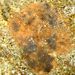 Reptadeonella violacea (Johnston, 1847)
