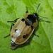 Xylodrepa quadripunctata (Linnaeus, 1758) – housenkář čtyřtečný