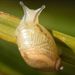 Succinea putris (Linné, 1758) – jantarka obecná