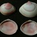 Macoma balthica (Linnaeus) – telínka severní