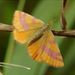 Vanessa atalanta Linnaeus – babočka admirál