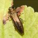 Agrilus hyperici (Creutzer, 1799) – polník