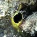 Cliona viridis  (Schmidt, 1862)