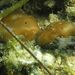 Chodrosia reniformis Nardo, 1847