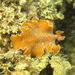 Yungia  aurantiaca (Delle Chiaje, 1822)