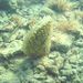 Pinna nobilis Linnaeus, 1758