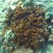Chondrilla nucula Schmidt, 1862