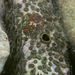 Cliona viridis  (Schmidt, 1862)