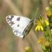 Pontia daplidice (Linnaeus, 1758)