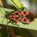 Spilostethus saxatilis (Scopoli, 1763)