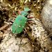 Cicindella campestris Linnaeus, 1758
