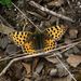 Issoria lathonia (Linnaeus, 1758)  – perleťovec malý