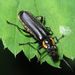 Cantharis obscura Linnaeus, 1758