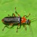 Cantharis livida Linnaeus, 1758