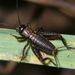Nemobius  sylvestris (Bosc, 1792) 