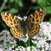 Araschnia levana (Linnaeus, 1758) 