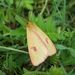 Diacrisia sannio (Linnaeus, 1758)