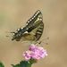 Papilio machaon Linnaeus, 1758