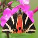 Euplagia quadripunctuaria (Poda, 1761)