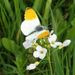 Anthocharis cardamines (Linnaeus, 1758)