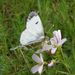 Anthocharis cardamines (Linnaeus, 1758)