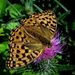 Argynnis aglaja (Linnaeus, 1758)  